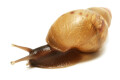 Lissachatina zanzibarica semiadult